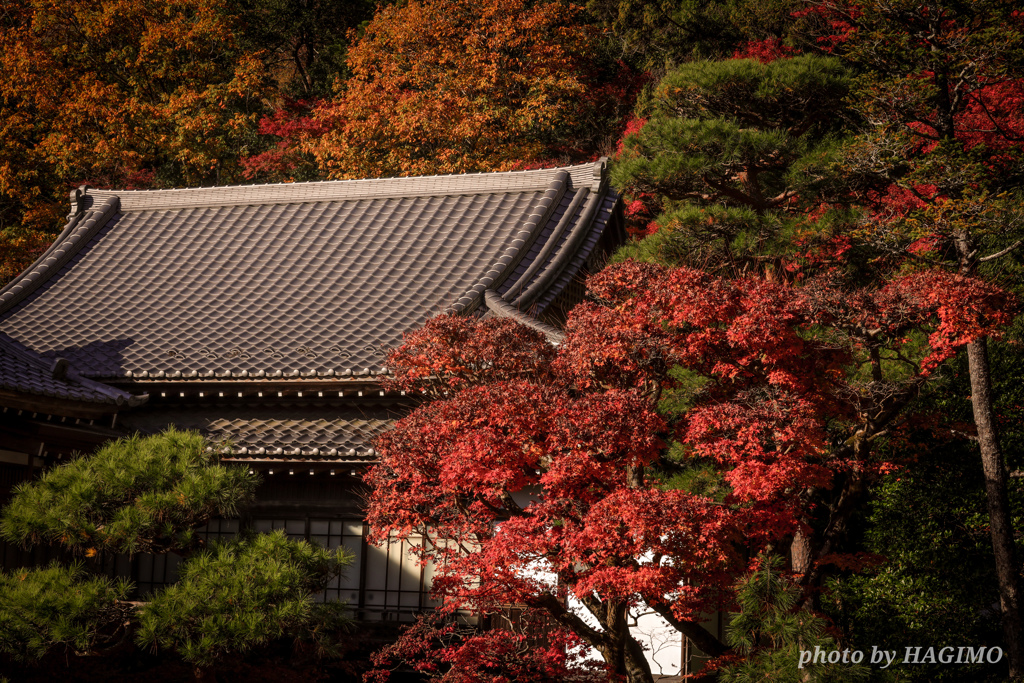 秋庭園 ２