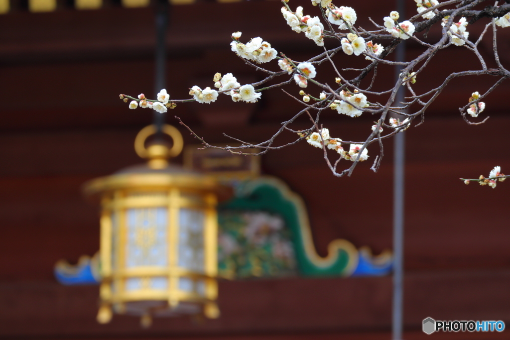 梅祭り