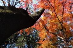 仰げば紅葉