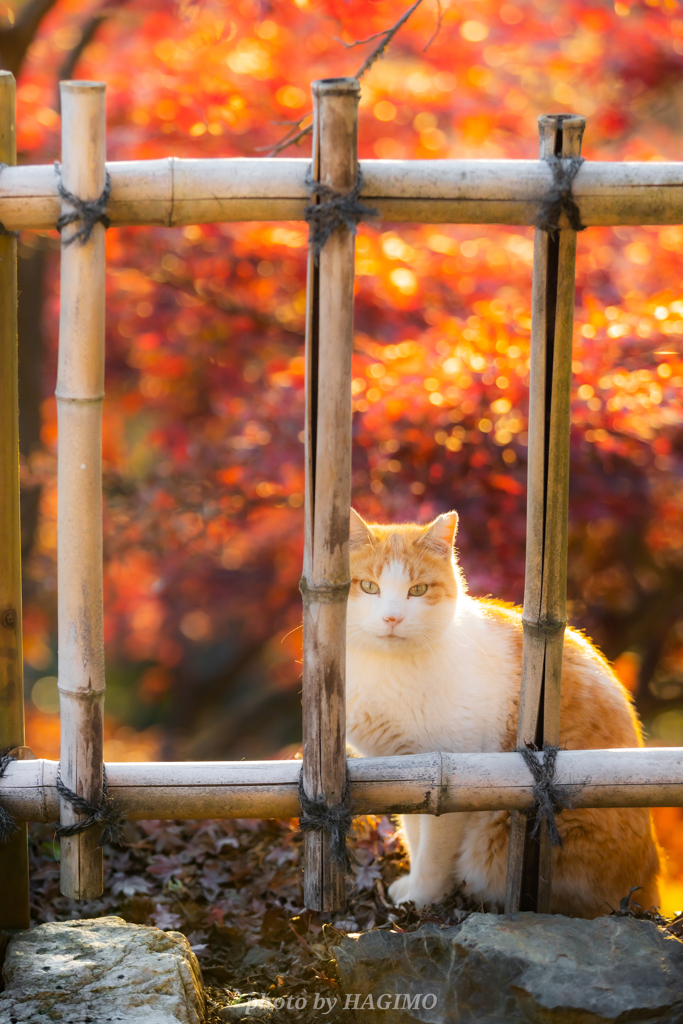 秋猫風情 2