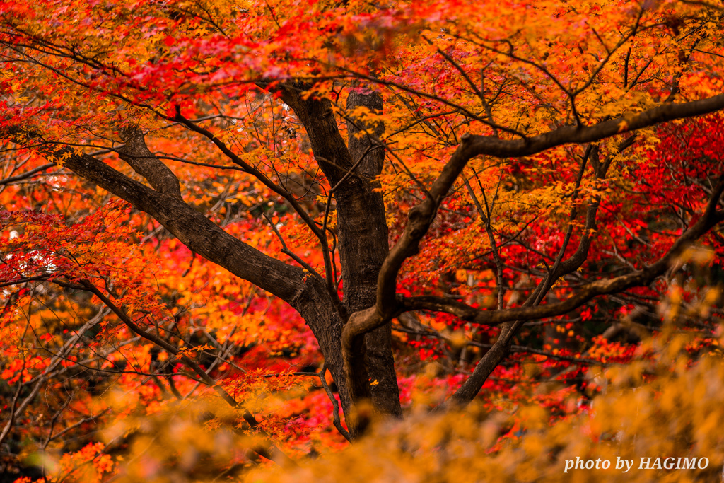 紅葉華美