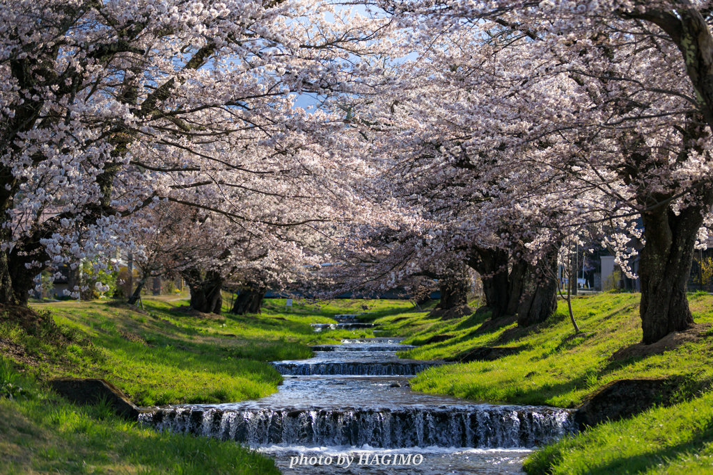 観音寺川の桜