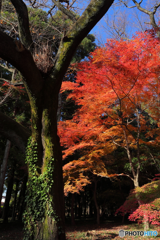 平林寺 もみじ山