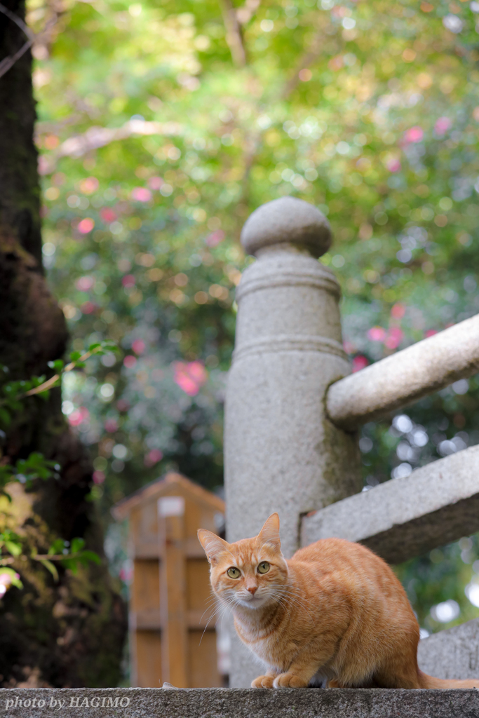 春にようこそ♪