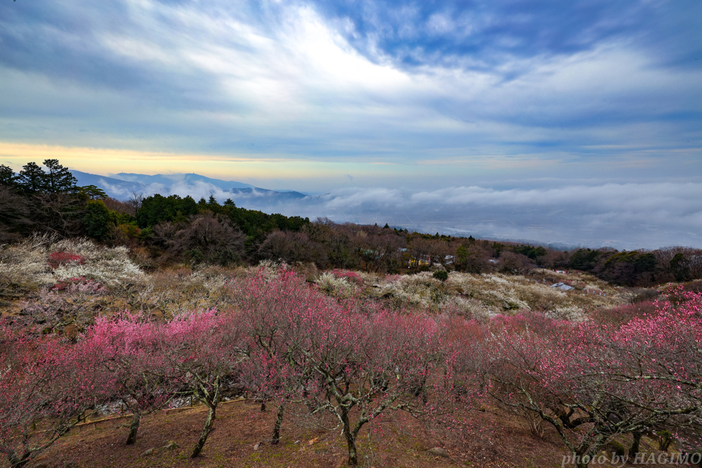 天空の花梅