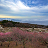 天空の花梅