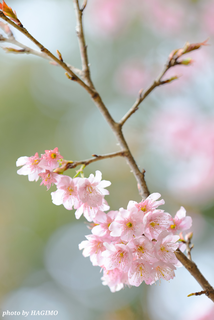 華めく春の