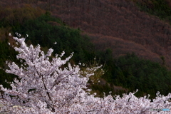 沼田の桜