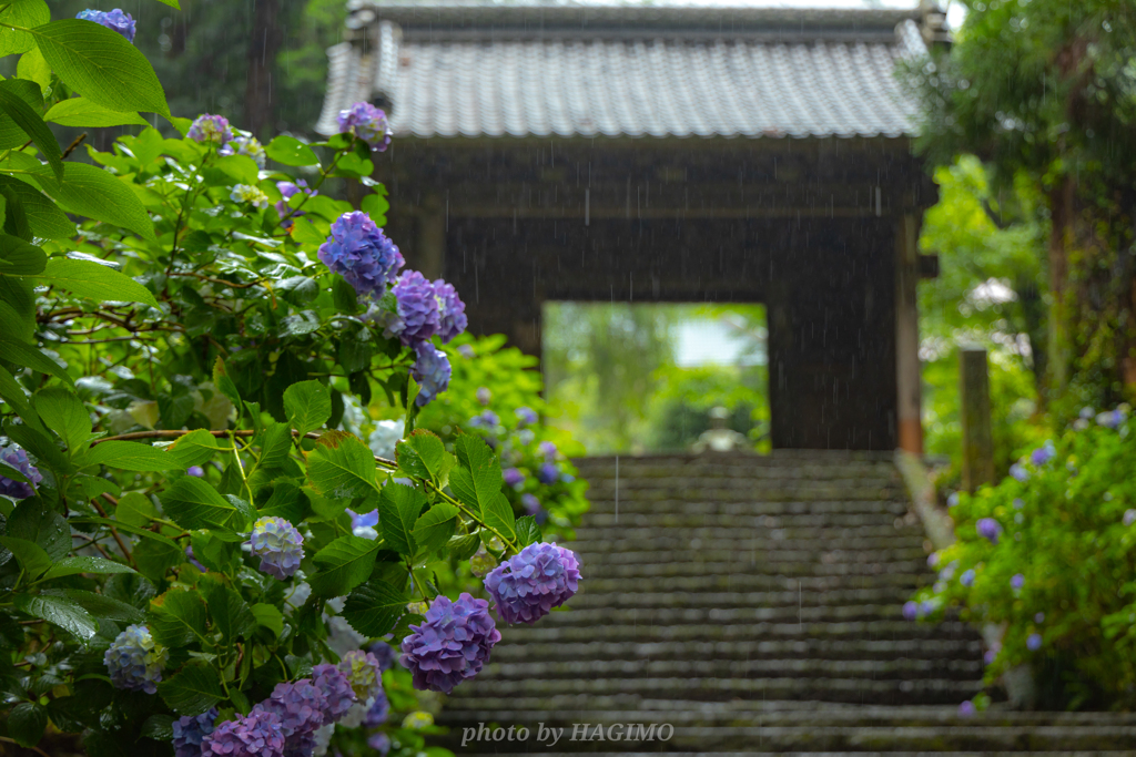 慟哭の雨