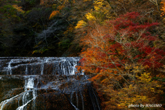 水量の少ない袋田の滝と紅葉