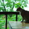Neko Green