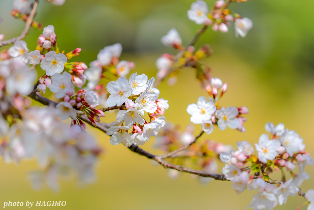 桜花