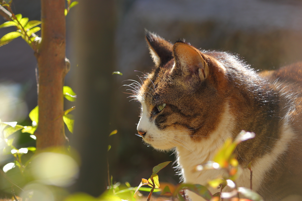 ねこ日和 ②