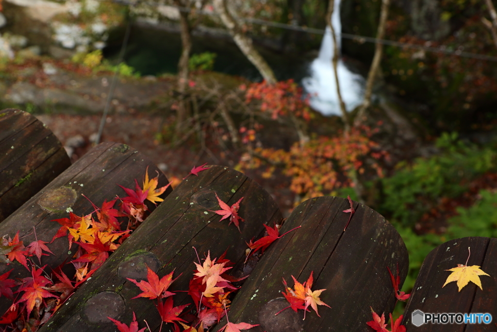 落紅葉