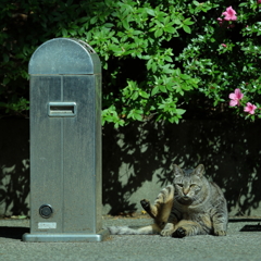 はいざら と ねこ