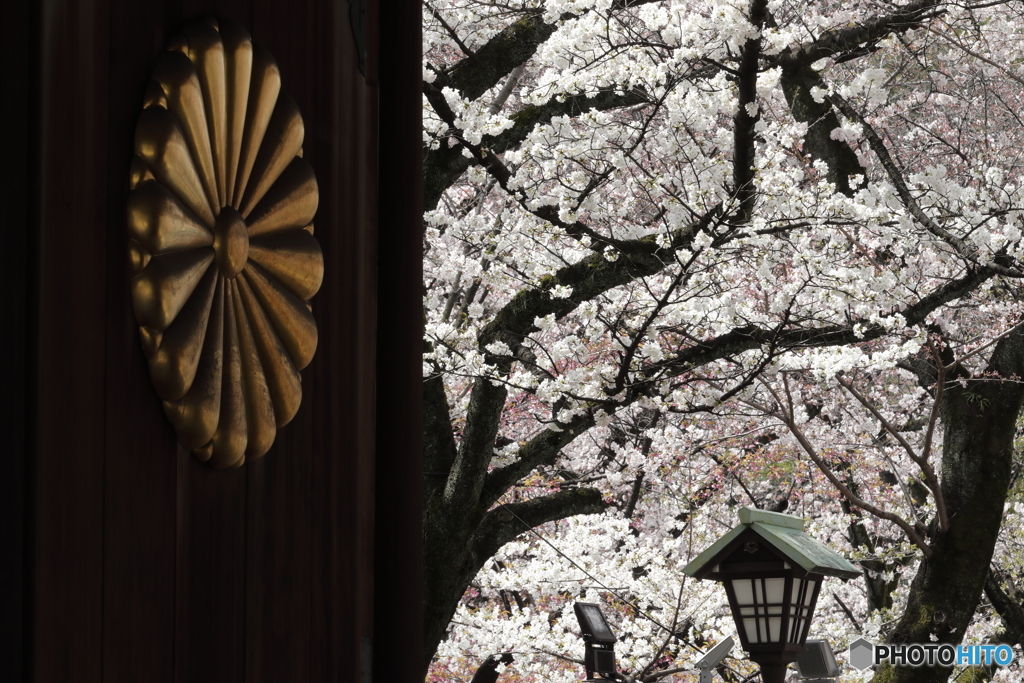 菊花紋章と桜
