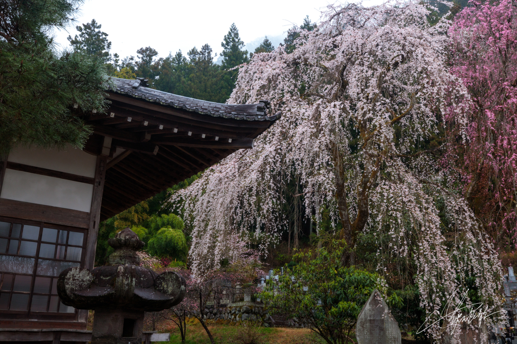 宴桜