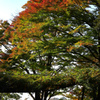 色づき 11/11