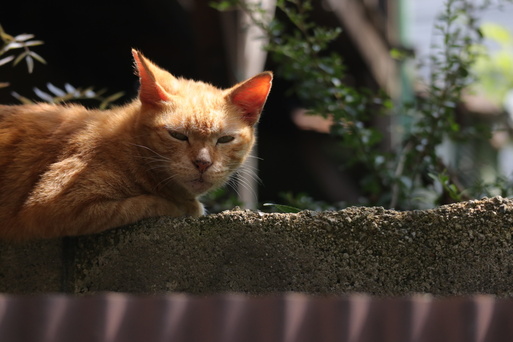 軒先のねこ