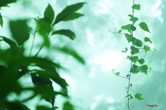 Rainy Green 2