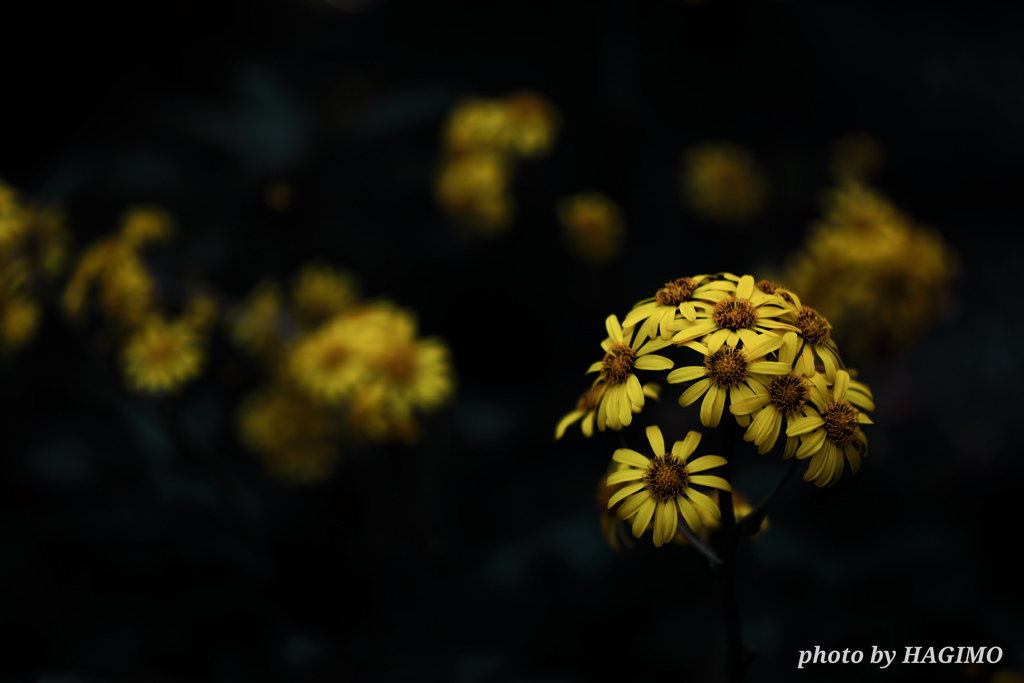 秋花火