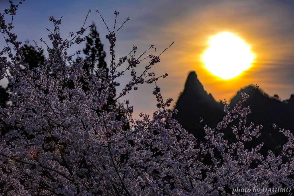 輝桜