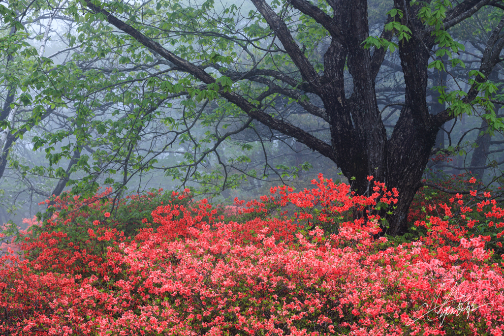 露紅