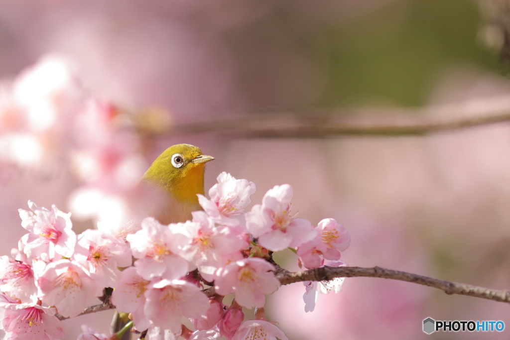 「春だよー♪♪♪」