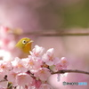 「春だよー♪♪♪」