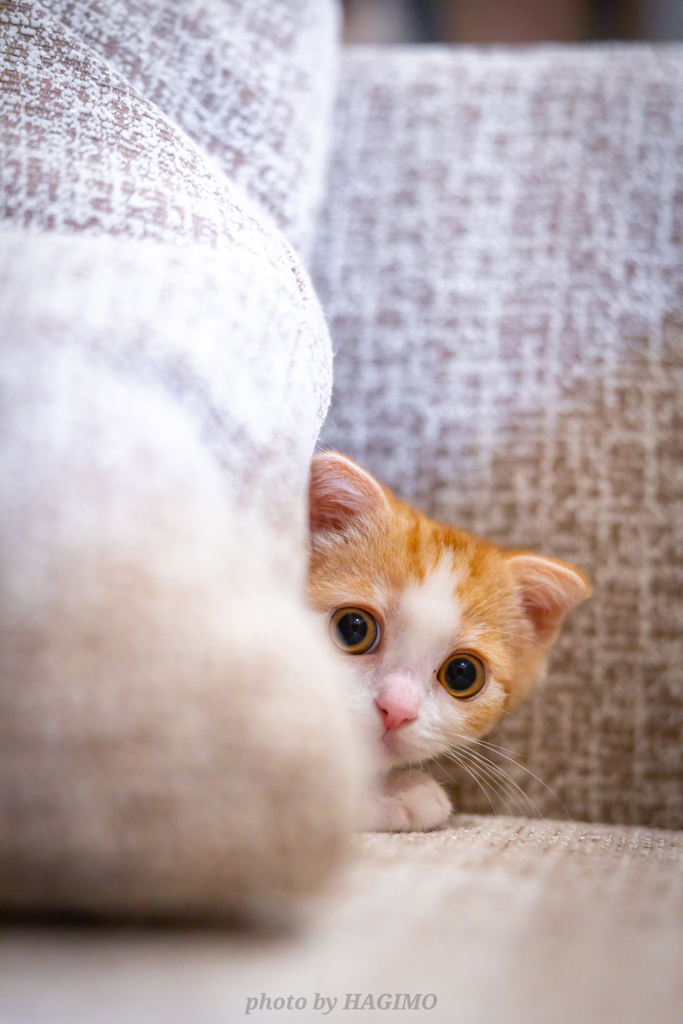 ドキドキッ