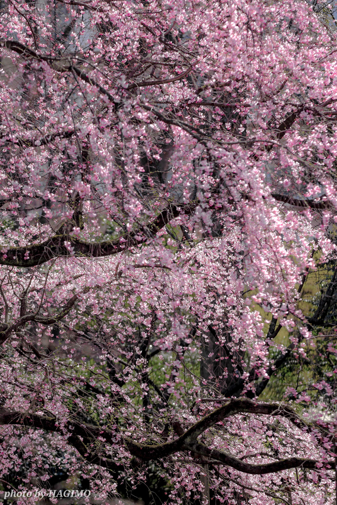 桜時 ２