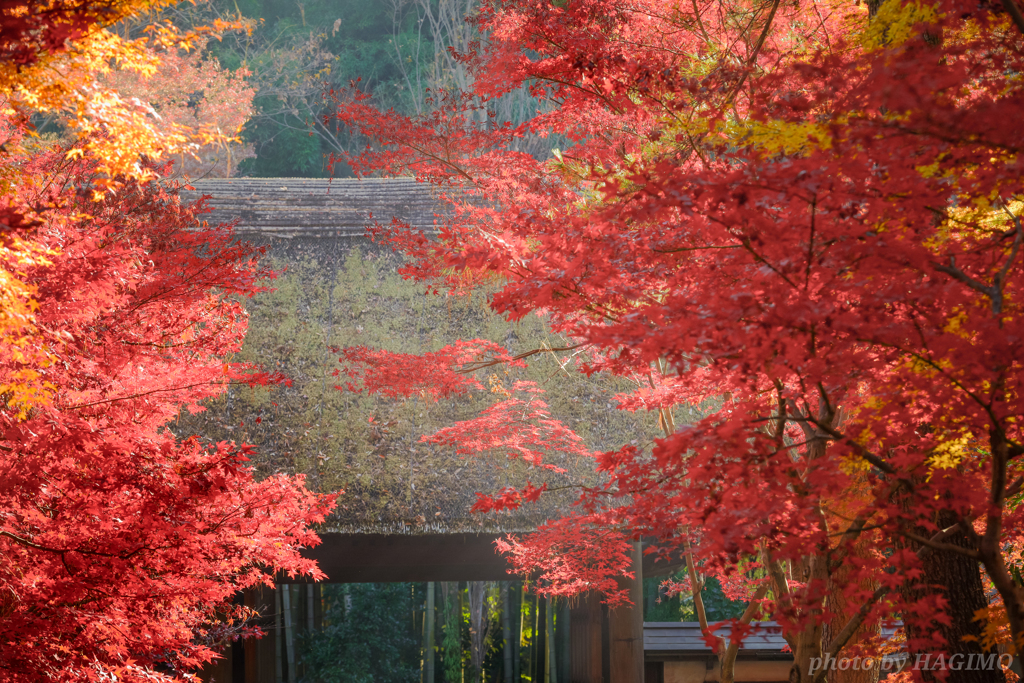 平林寺