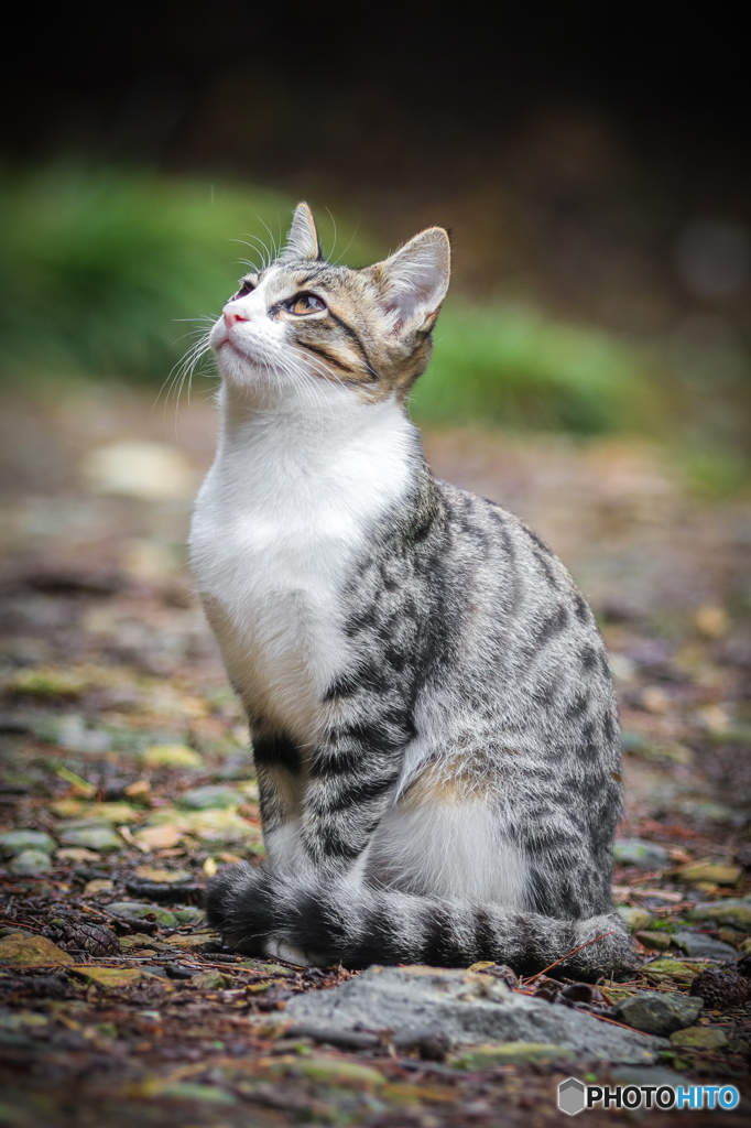 雨ニモ負ケズ。