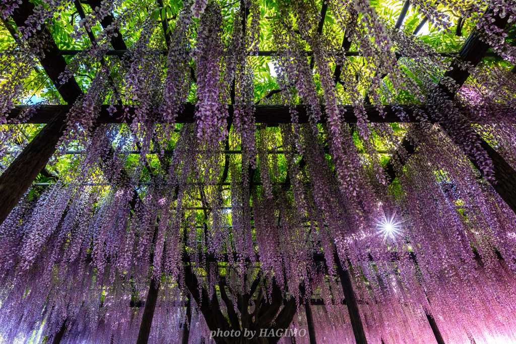 玉敷神社の藤