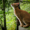 スラッと美男猫