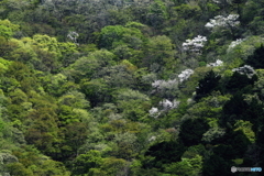 新緑満ちて