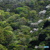 新緑満ちて