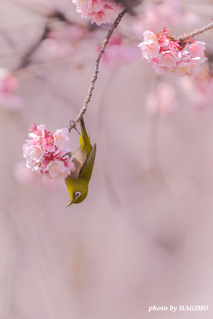 忍法～ぶらさがりの術～