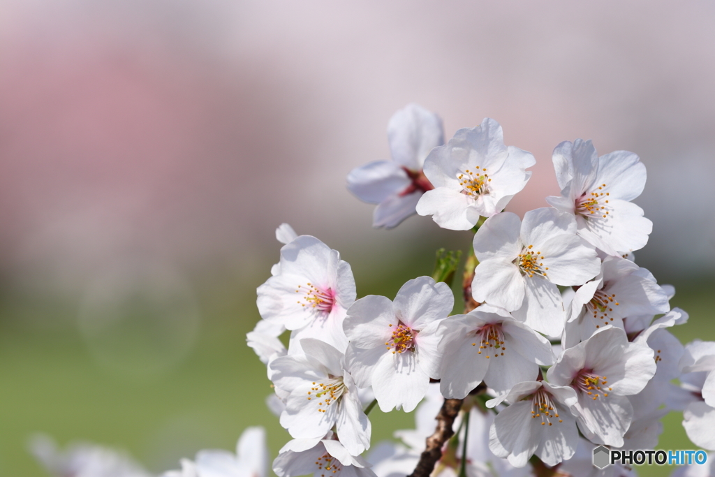 SAKURA