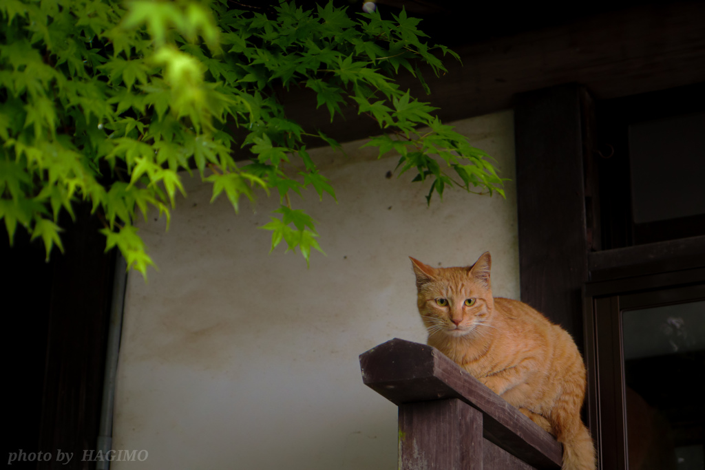 なつのにおい