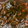 水底のもみじ達