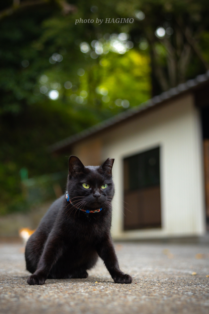 黒猫の謝罪