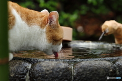 ゴクゴク…