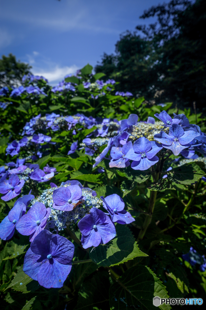 紫陽花