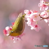 春の色彩