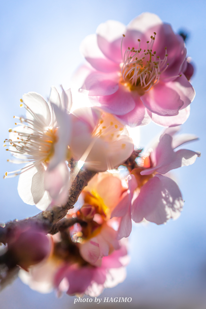 Jewelry Flower