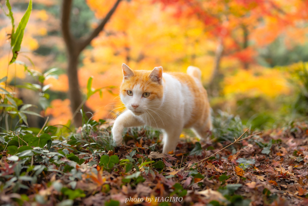 あきめぐり