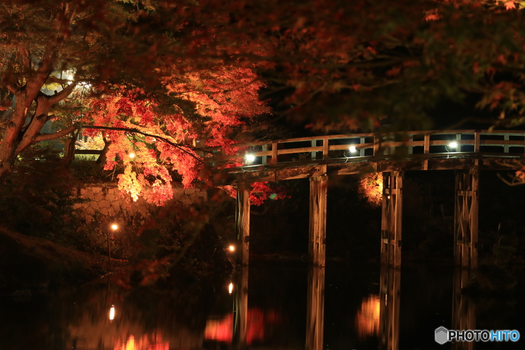 紅葉night