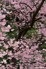 螺旋桜
