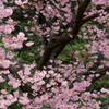 螺旋桜
